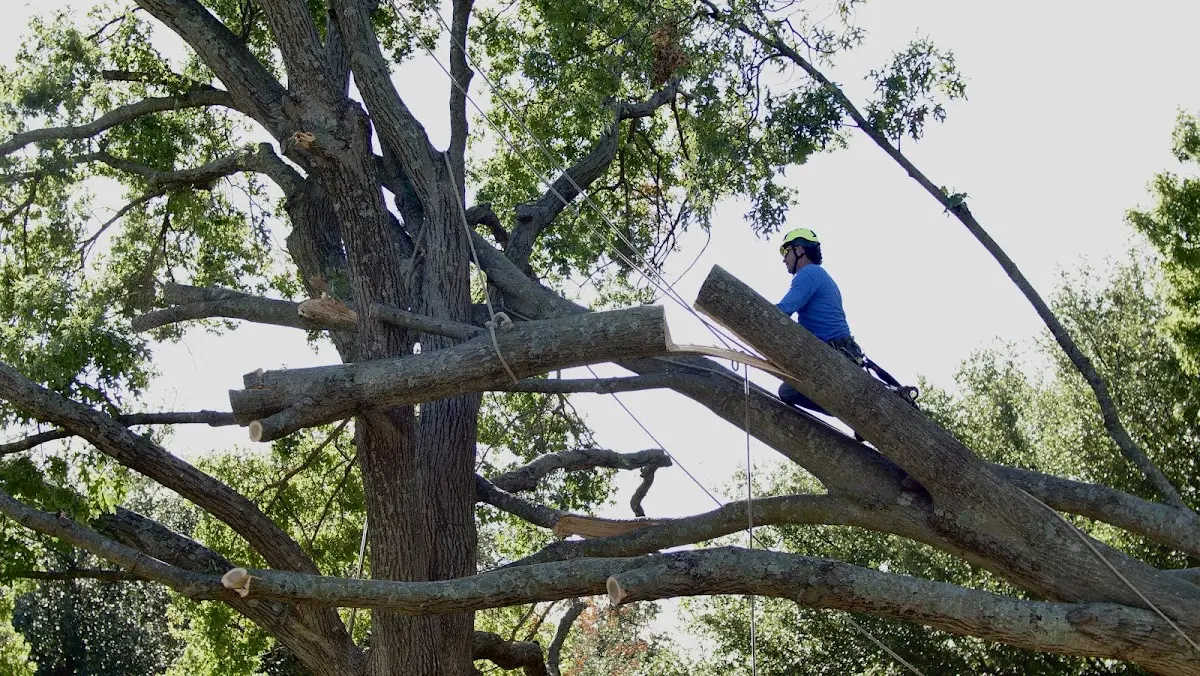 Professional Crown Thinning performed by certified arborists in Albion